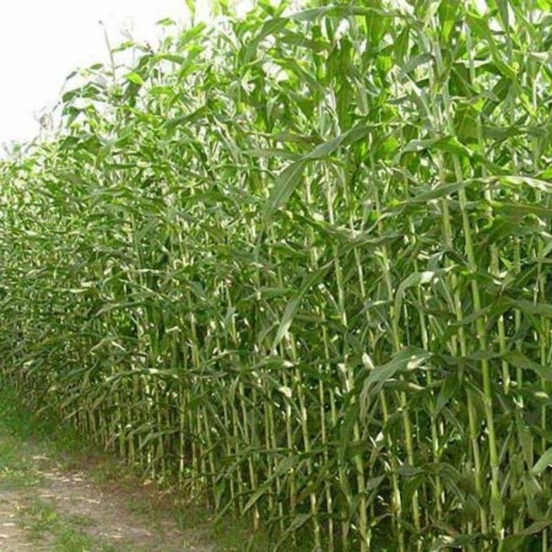 牧草种子南北方型大力士甜高粱饲用甜高粱牛羊鱼草籽进口种子