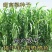 牧草种子南北方型大力士甜高粱饲用甜高粱牛羊鱼草籽进口种子