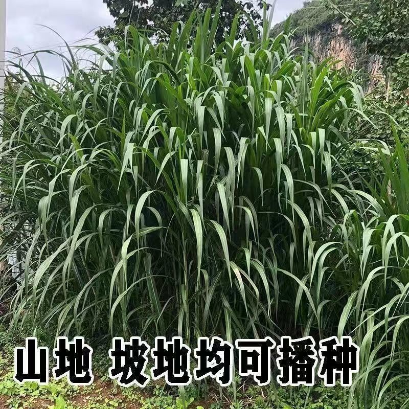 牧草种子南北方型大力士甜高粱饲用甜高粱牛羊鱼草籽进口种子