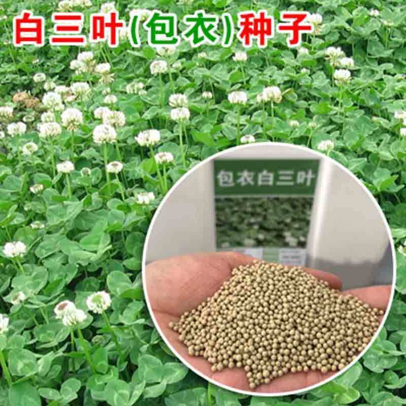 进口三叶草种子白三叶红三叶种籽草坪绿化草子种草籽果园草种