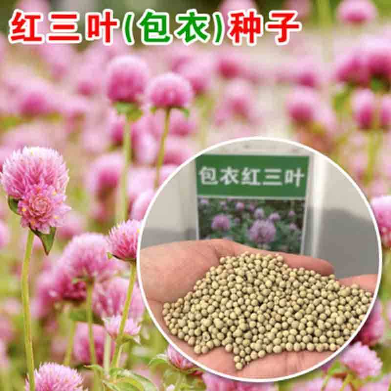 进口三叶草种子白三叶红三叶种籽草坪绿化草子种草籽果园草种