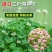 进口三叶草种子白三叶红三叶种籽草坪绿化草子种草籽果园草种