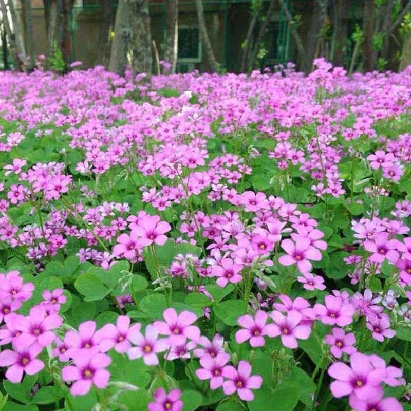 进口三叶草种子白三叶红三叶种籽草坪绿化草子种草籽果园草种