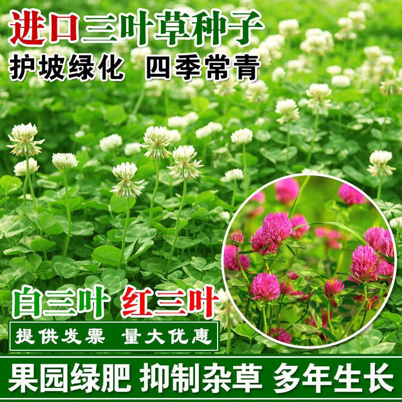 进口三叶草种子白三叶红三叶种籽草坪绿化草子种草籽果园草种