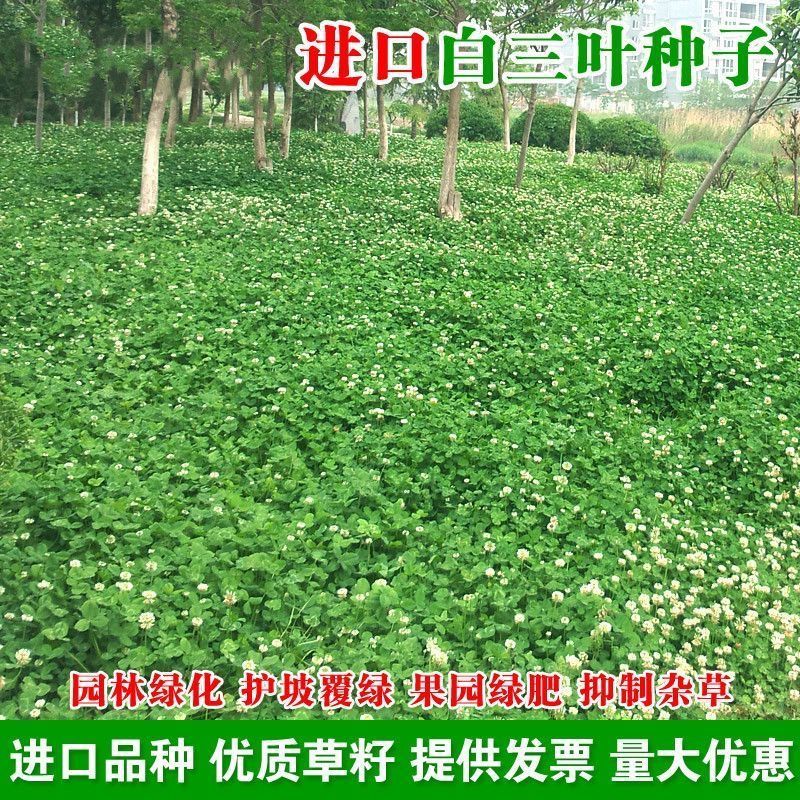 进口三叶草种子白三叶红三叶种籽草坪绿化草子种草籽果园草种