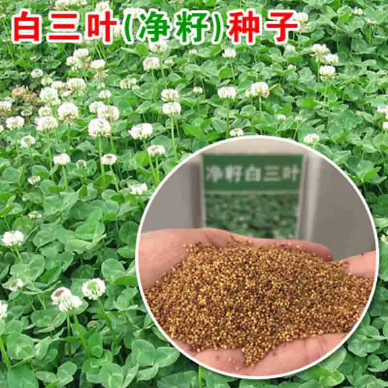 进口三叶草种子白三叶红三叶种籽草坪绿化草子种草籽果园草种