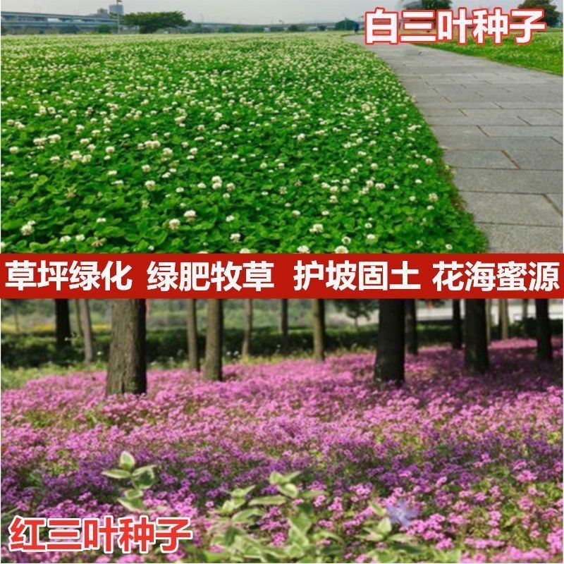 进口三叶草种子白三叶红三叶种籽草坪绿化草子种草籽果园草种