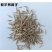 紫羊茅种子紫羊茅草种草籽紫羊毛种子四季常青护坡紫羊茅草坪