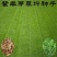 紫羊茅种子紫羊茅草种草籽紫羊毛种子四季常青护坡紫羊茅草坪