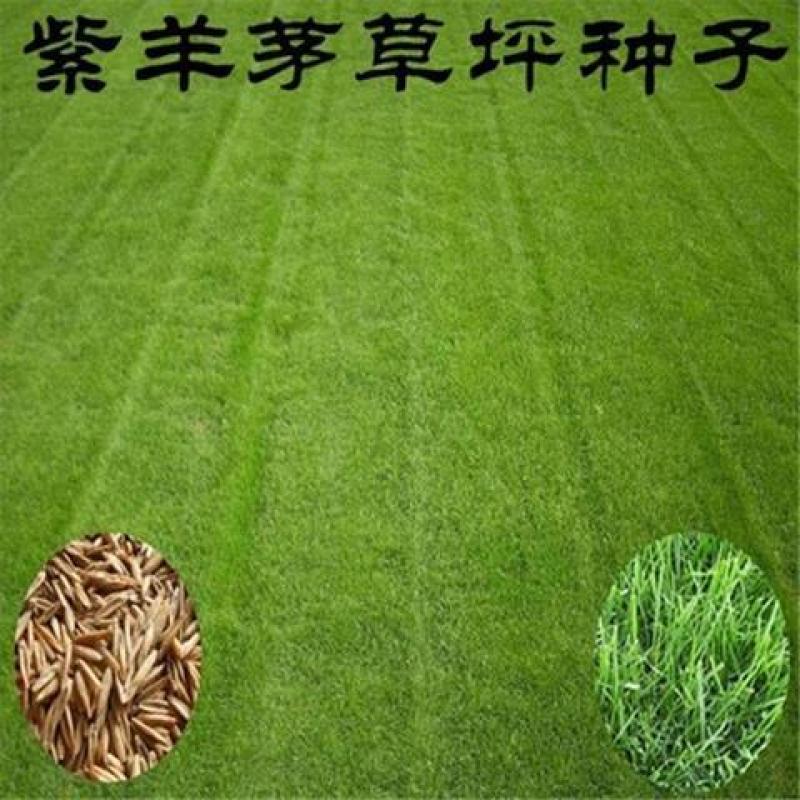 紫羊茅种子紫羊茅草种草籽紫羊毛种子四季常青护坡紫羊茅草坪