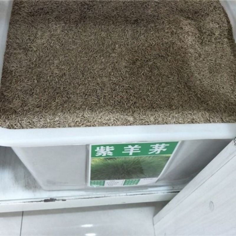 紫羊茅种子紫羊茅草种草籽紫羊毛种子四季常青护坡紫羊茅草坪