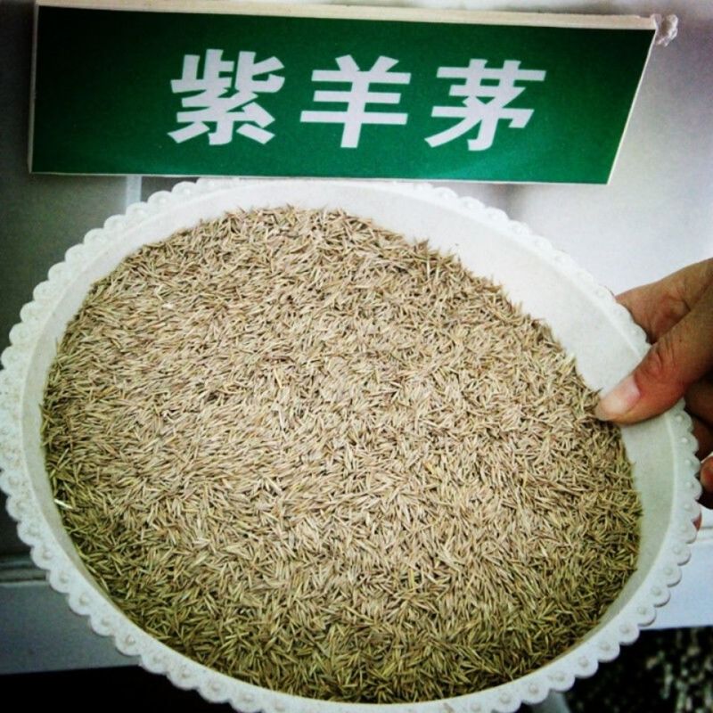 紫羊茅种子紫羊茅草种草籽紫羊毛种子四季常青护坡紫羊茅草坪