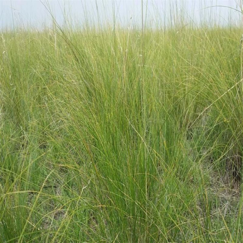 披碱草种子抗风沙耐寒耐旱耐盐碱护坡固土绿化多年生四季牧草