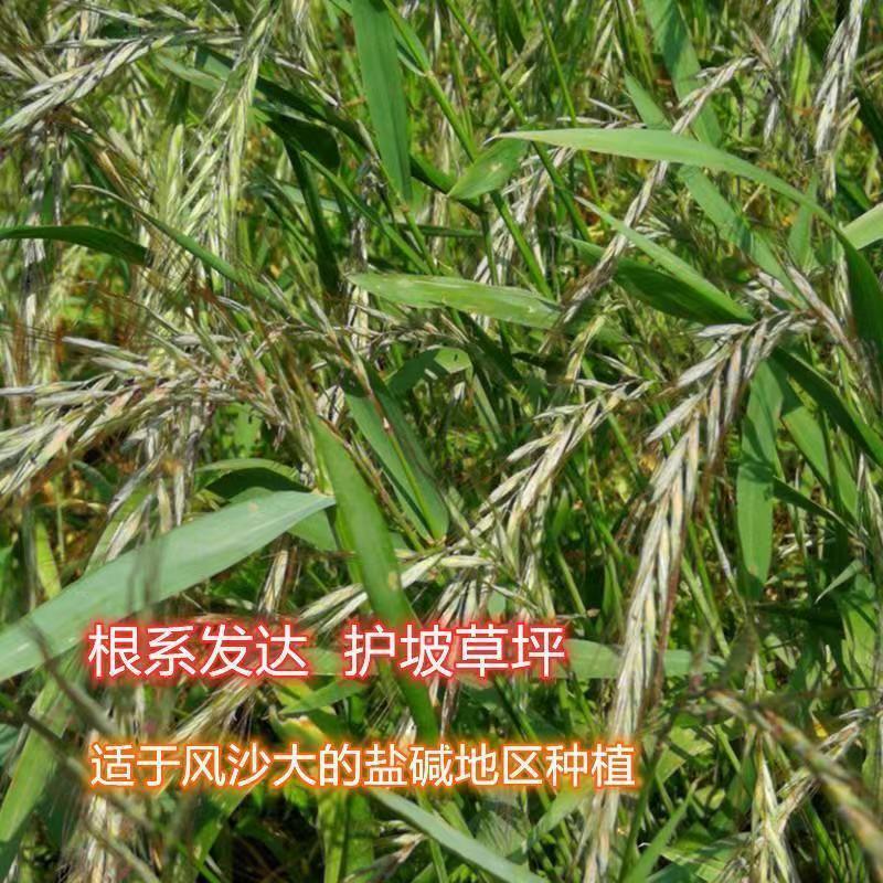披碱草种子抗风沙耐寒耐旱耐盐碱护坡固土绿化多年生四季牧草