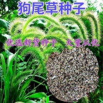 狗尾草种子旱地牧草杂草种子观赏型护坡狗尾巴草种芮草野生草