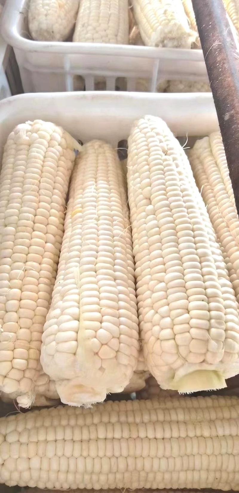 玉米种子川甜糯518大棒白甜糯鲜食玉米口感好香甜糯