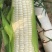 玉米种子川甜糯518大棒白甜糯鲜食玉米口感好香甜糯