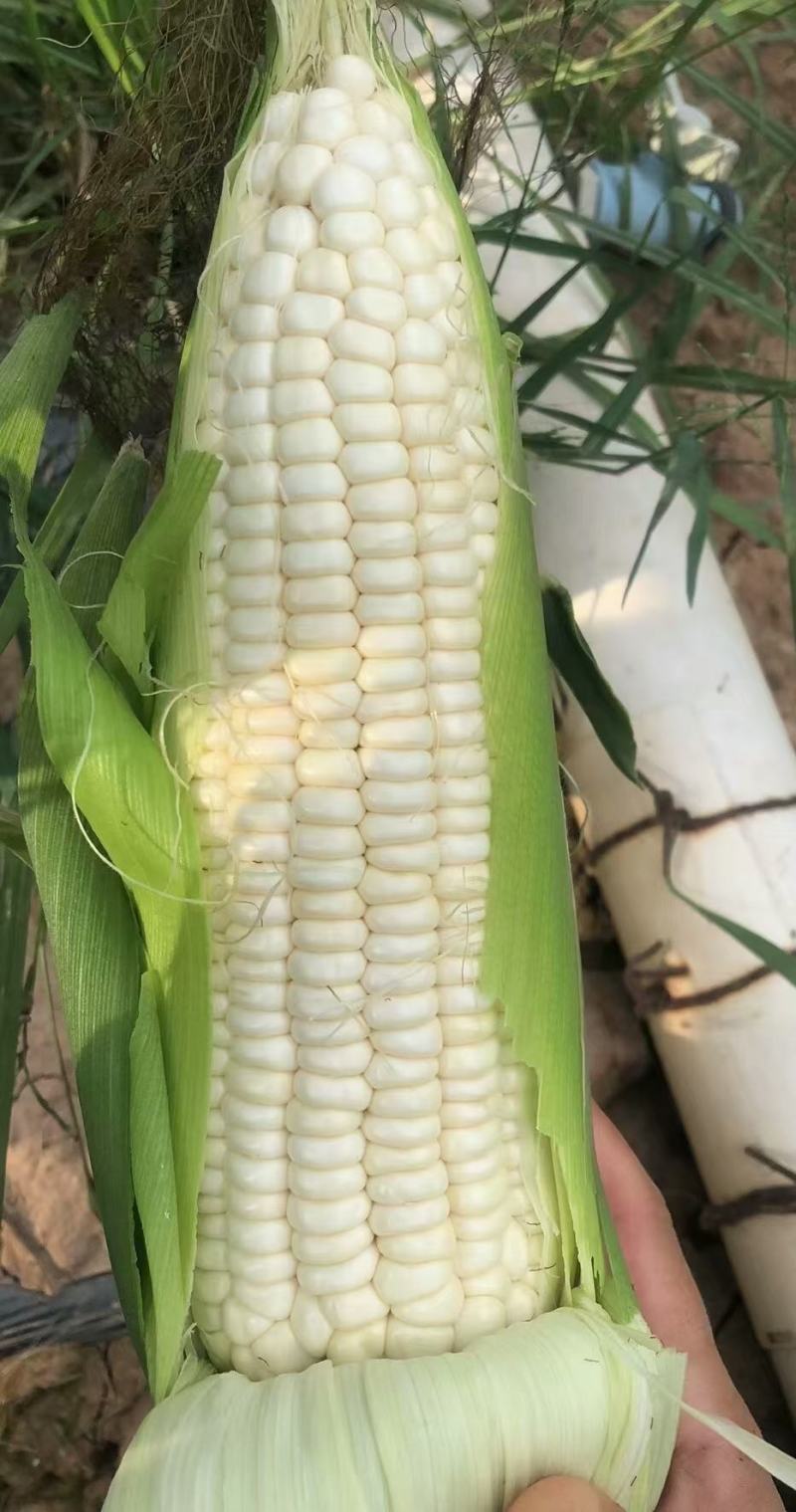 玉米种子川甜糯518大棒白甜糯鲜食玉米口感好香甜糯