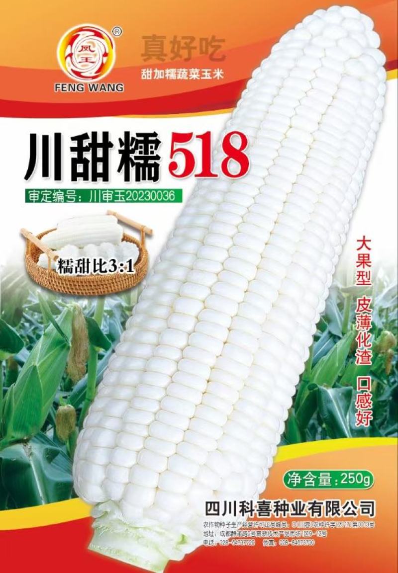 玉米种子川甜糯518大棒白甜糯鲜食玉米口感好香甜糯