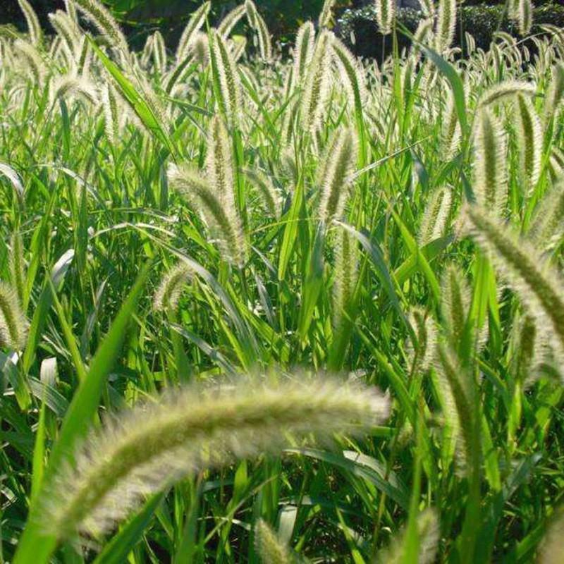 狗尾草种子旱地牧草杂草种子观赏型护坡狗尾巴草种芮草野生草