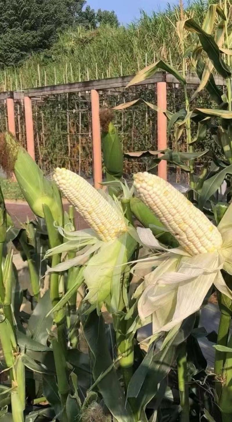 玉米种子川甜糯518大棒白甜糯鲜食玉米口感好香甜糯