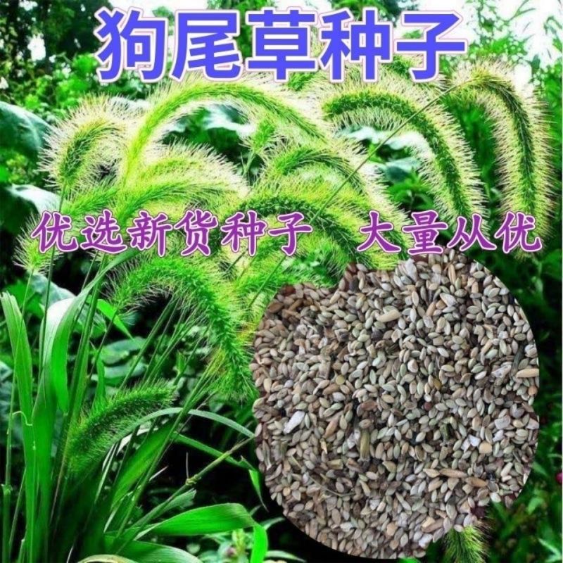 狗尾草种子旱地牧草杂草种子观赏型护坡狗尾巴草种芮草野生草