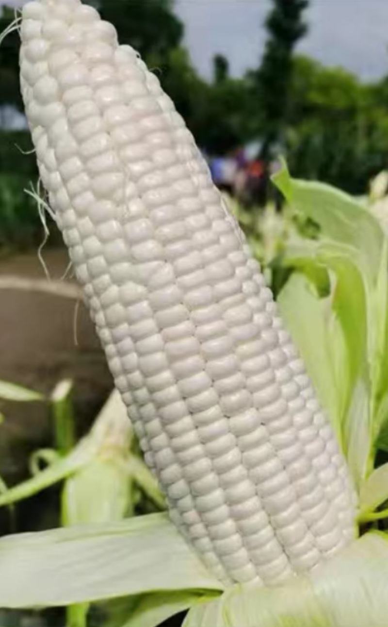 玉米种子川甜糯518大棒白甜糯鲜食玉米口感好香甜糯