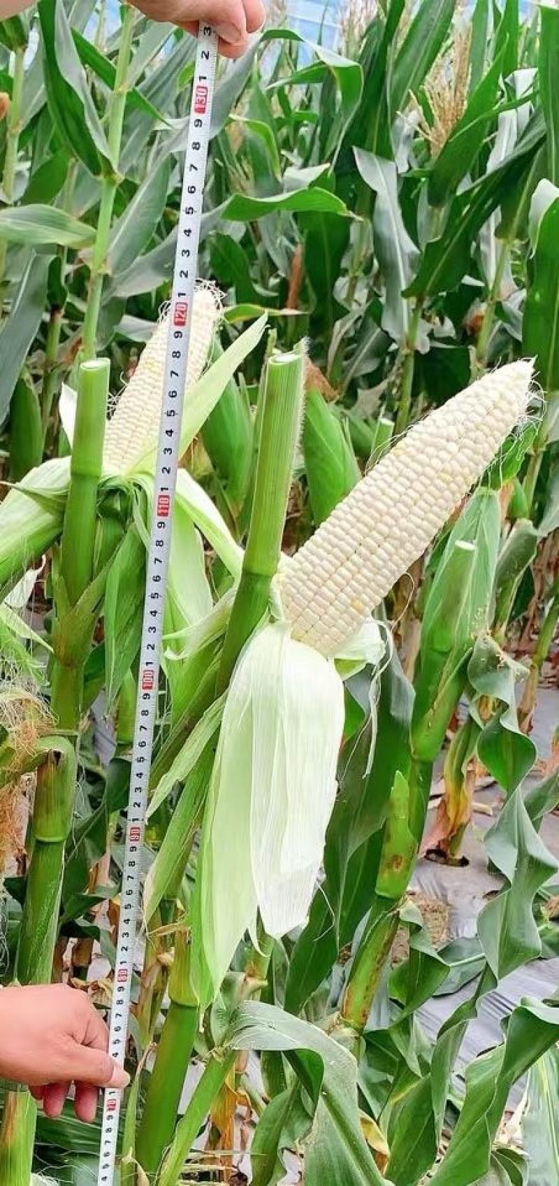 玉米种子川甜糯518大棒白甜糯鲜食玉米口感好香甜糯