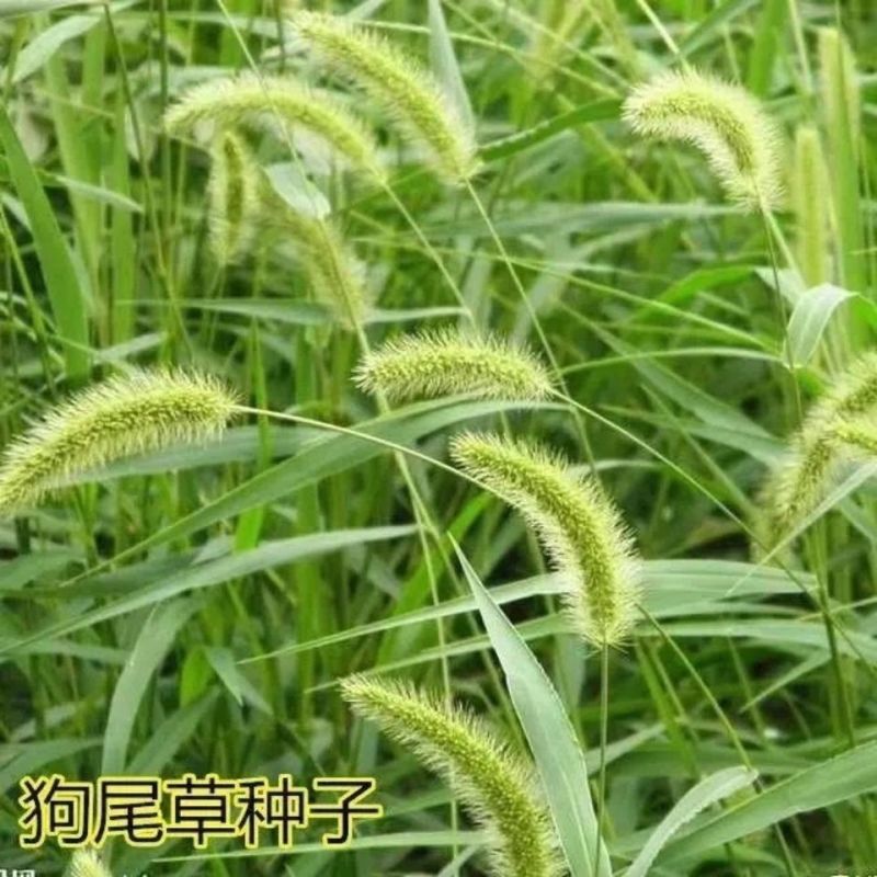 狗尾草种子旱地牧草杂草种子观赏型护坡狗尾巴草种芮草野生草