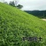 狗尾草种子旱地牧草杂草种子观赏型护坡狗尾巴草种芮草野生草