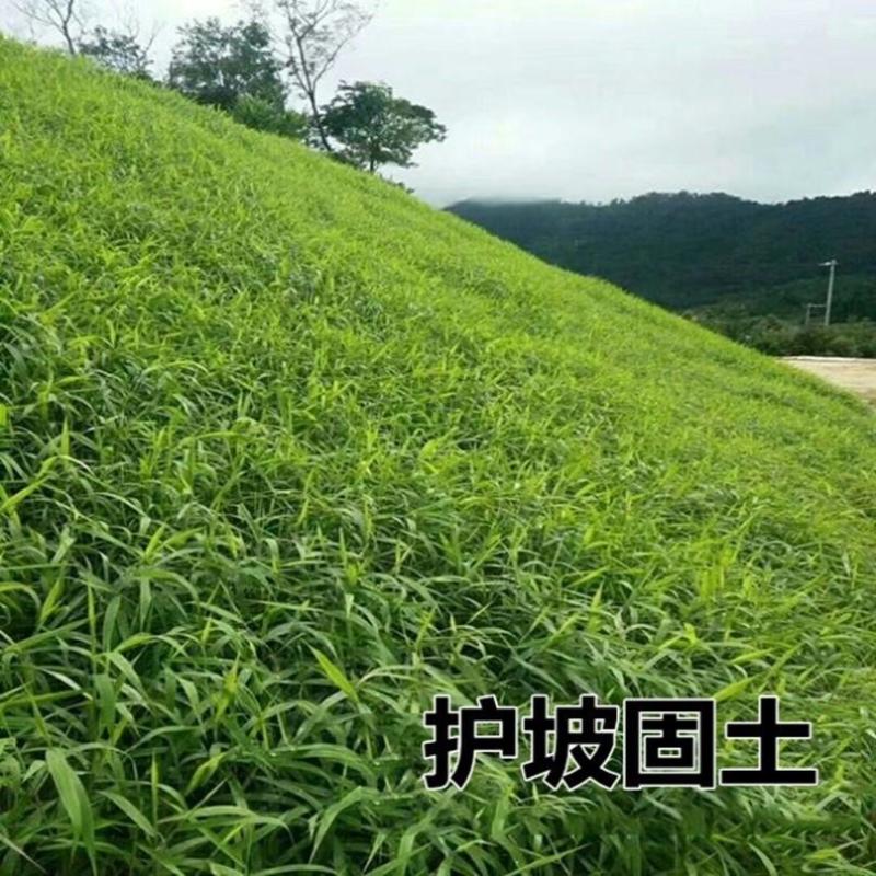 狗尾草种子旱地牧草杂草种子观赏型护坡狗尾巴草种芮草野生草