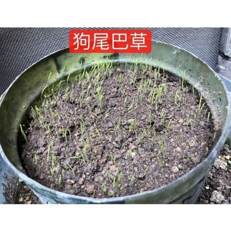 狗尾草种子旱地牧草杂草种子观赏型护坡狗尾巴草种芮草野生草