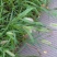狗尾草种子旱地牧草杂草种子观赏型护坡狗尾巴草种芮草野生草