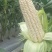 玉米种子川甜糯518大棒白甜糯鲜食玉米口感好香甜糯