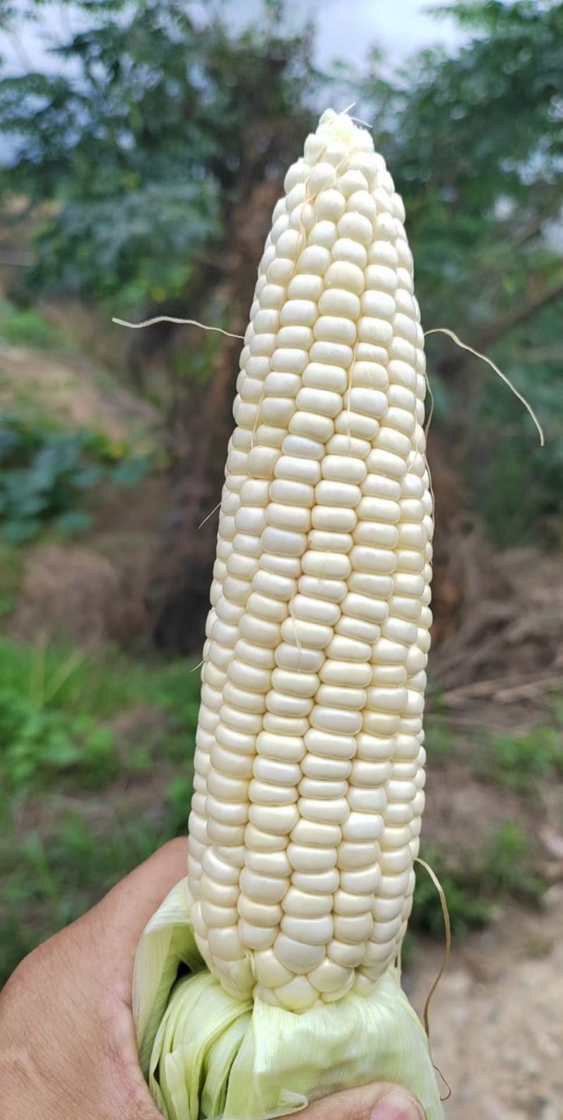 玉米种子川甜糯518大棒白甜糯鲜食玉米口感好香甜糯