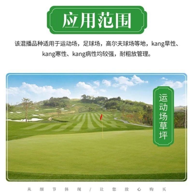 进口混播草籽四季青草坪种子护坡庭院绿化低矮草种不修剪耐寒