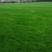进口混播草籽四季青草坪种子护坡庭院绿化低矮草种不修剪耐寒