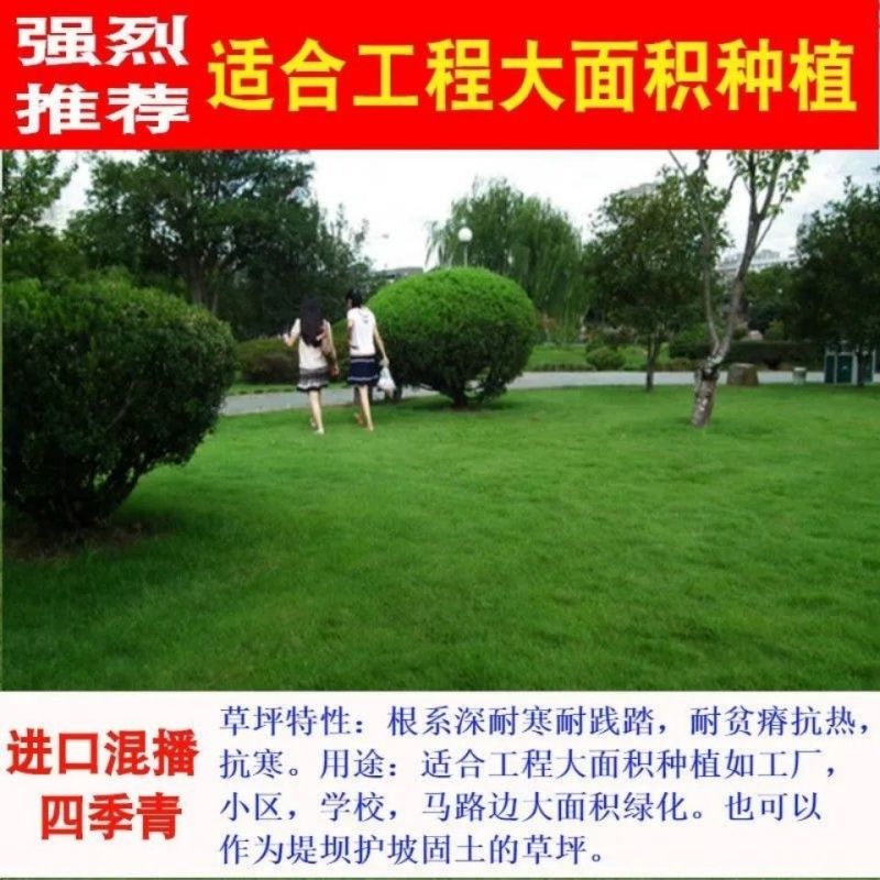 进口混播草籽四季青草坪种子护坡庭院绿化低矮草种不修剪耐寒