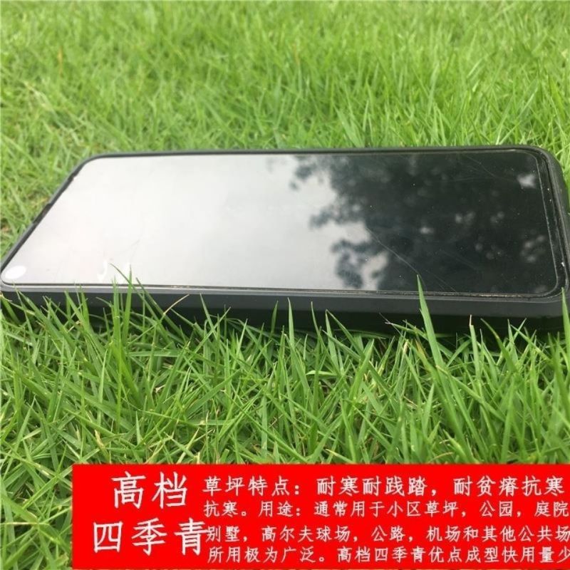 进口混播草籽四季青草坪种子护坡庭院绿化低矮草种不修剪耐寒