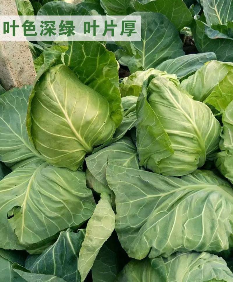 甘蓝有机甘蓝宣甘蓝青州市洪亮果蔬种业基地