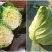 甘蓝有机甘蓝宣甘蓝青州市洪亮果蔬种业基地