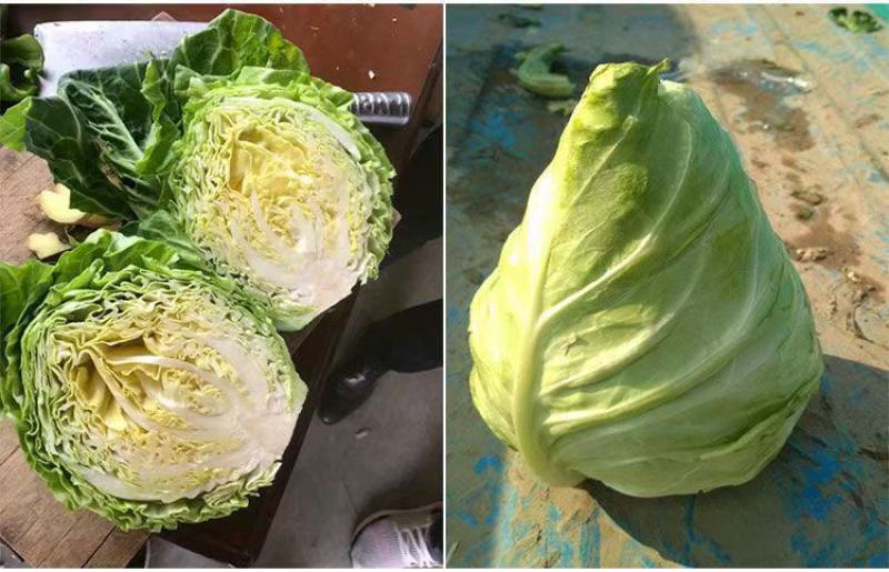 甘蓝有机甘蓝宣甘蓝青州市洪亮果蔬种业基地