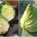 甘蓝有机甘蓝宣甘蓝青州市洪亮果蔬种业基地