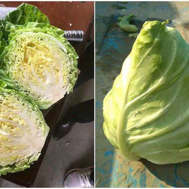 甘蓝有机甘蓝宣甘蓝青州市洪亮果蔬种业基地