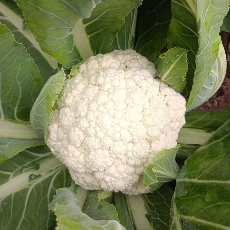 有机花菜青州市洪亮果蔬种业基地欢迎各位老板菜农朋友咨询合