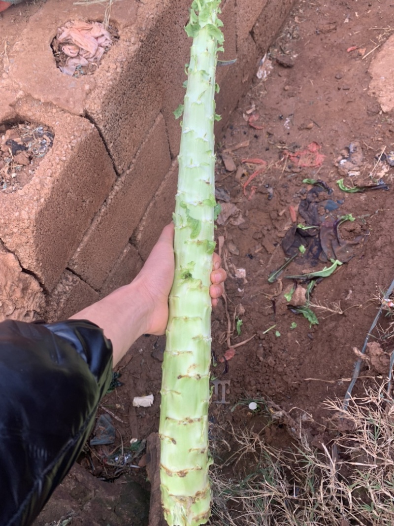 云南精品莴杆子货，产地直发，大量现货可供应加工厂，电商货