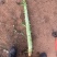 云南精品莴杆子货，产地直发，大量现货可供应加工厂，电商货