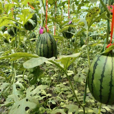 【推荐】山东精品小糖丸西瓜，价格真实，质量好欢迎咨询