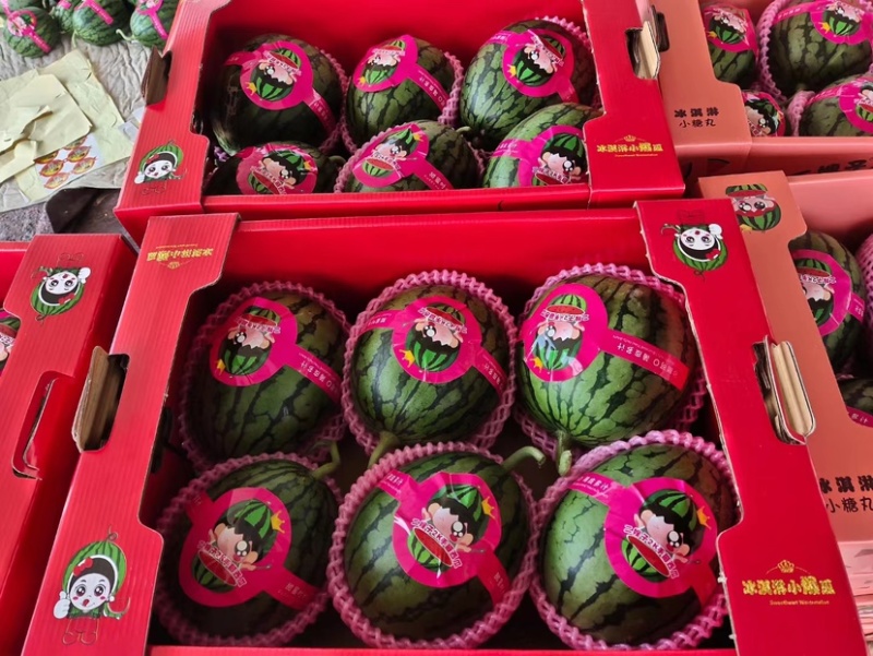 【推荐】山东精品小糖丸西瓜，价格真实，质量好欢迎咨询