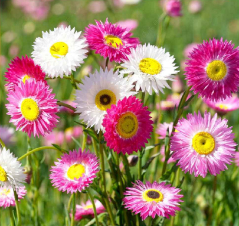 永生菊种子花草种子公园景观花海花种子阳台庭院花卉种子花籽